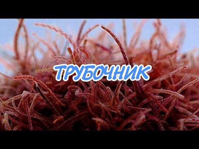 ВСЕ ЧТО НУЖНО ЗНАТЬ О КОРМЛЕНИЕ ТРУБОЧНИКОМ смотреть онлайн