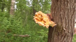 На удочку в ЛЕСНОМ ОЗЕРЕ! Хорошо комаров покормили и нашли грибы КУРИНОЕ МЯСО!