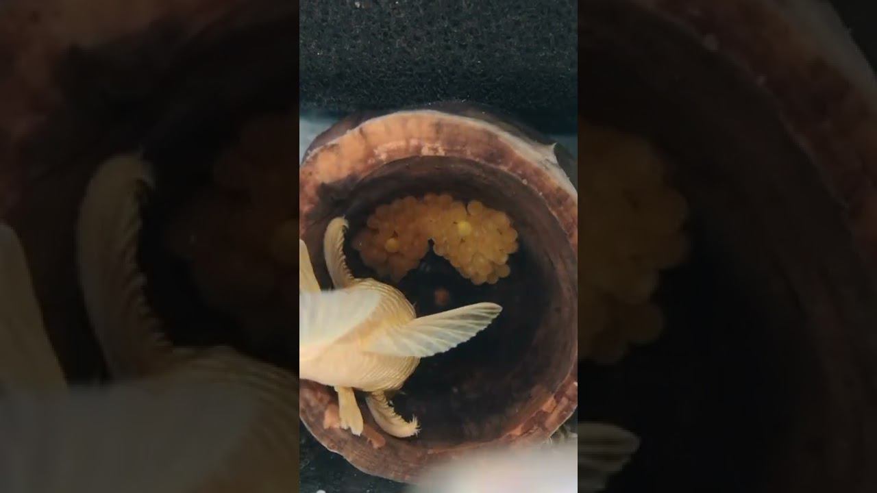 АНЦИК С ИКРОЙ смотреть онлайн