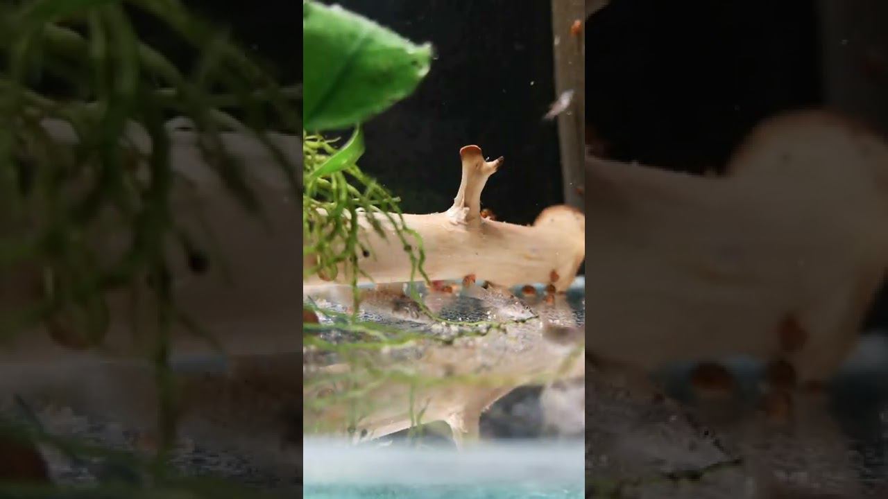 ВЫВОДОК ЗОЛОТИСТЫХ КОРИДОРАСОВ смотреть онлайн