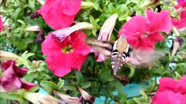 Бражник собирает нектар. Бабочка бражник смотреть онлайн