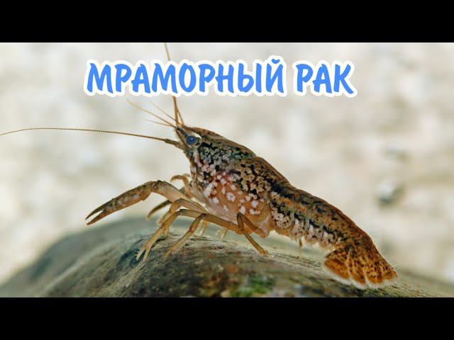 МРАМОРНЫЙ РАК. СОДЕРЖАНИЕ , КОРМЛЕНИЕ И РАЗВЕДЕНИЕ. смотреть онлайн