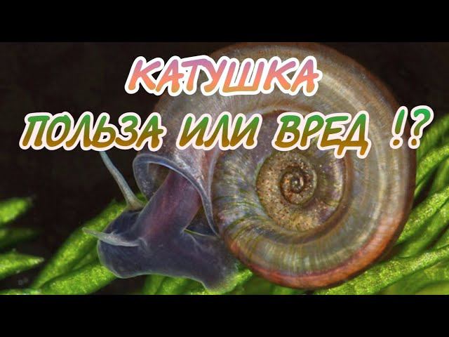 УЛИТКА КАТУШКА. ПОЛЬЗА ИЛИ ВРЕД !? КАК ИЗБАВИТЬСЯ ОТ КАТУШЕК ? смотреть онлайн