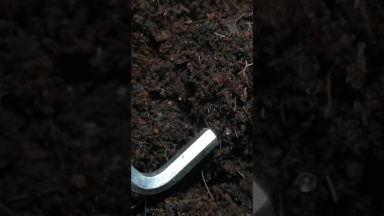 Икра кили фиш смотреть онлайн