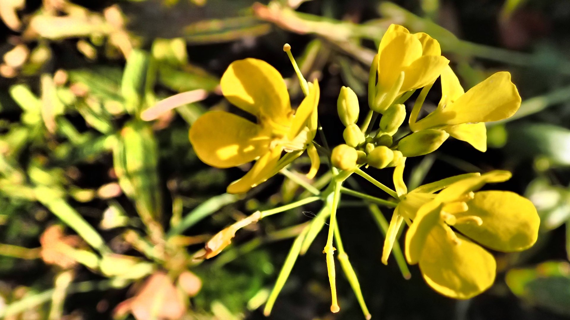 2024.09.25. Норильские окрестности. Бабочка махаон, сурепка, голубика спелая, осень продолжается! смотреть онлайн
