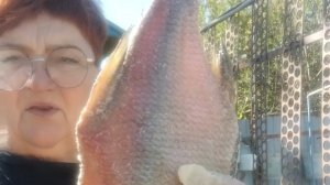 Сухой посол рыбы. Как солить, чтоб не пересолить