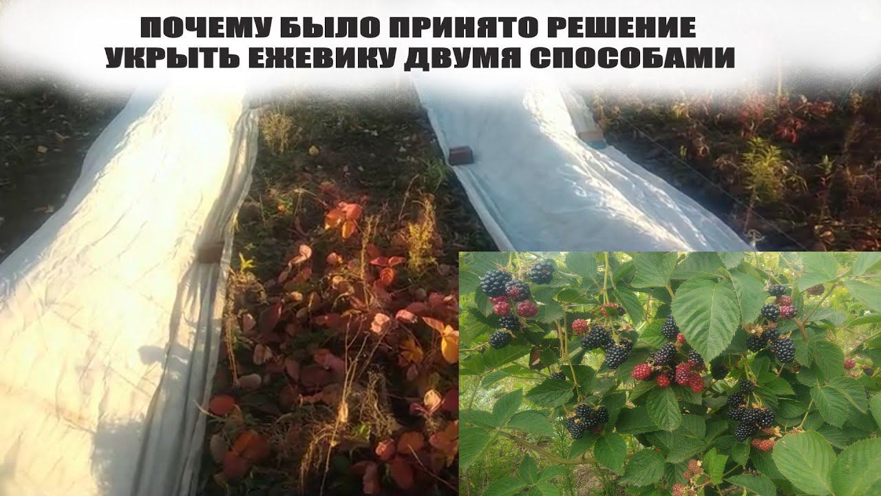 Как укрыть ежевику на зиму.Почему было принято решение укрыть двумя способами смотреть онлайн