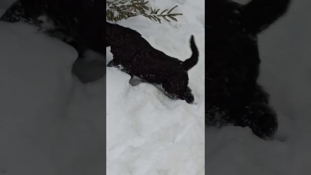 щенки русского черного терьера смотреть онлайн