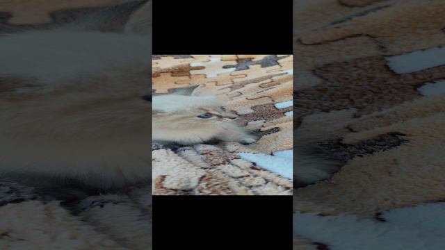 Милашка регдолл манчкин