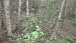 ГРИБЫ ПОДОСИНОВИКИ! Поход в лес по ГРИБЫ!
