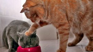 ПРИКОЛЫ С ЖИВОТНЫМИ ДО СЛЕЗ / Смешные КОТЫ 2024 / Приколы с КОТАМИ / Funny ANIMALS video #1