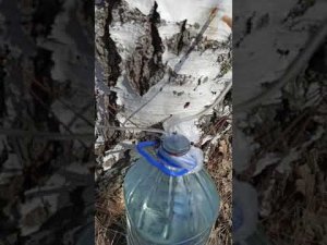 Как правильно собирать березовый сок. Часть вторая