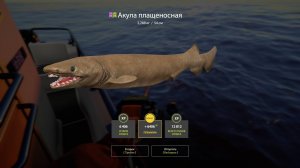 Русская рыбалка 4.Акула плащеносная