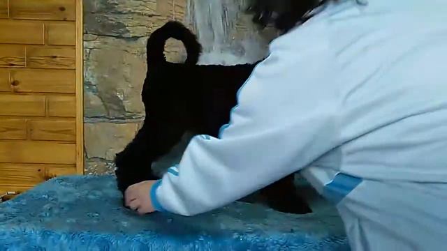 Щенки Русского черного терьера смотреть онлайн