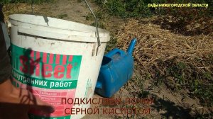 Почему листья голубики краснеют.Уход за голубикой садовой