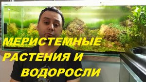 Меристемные растения и водоросли. (Архив от 18.02.2023)