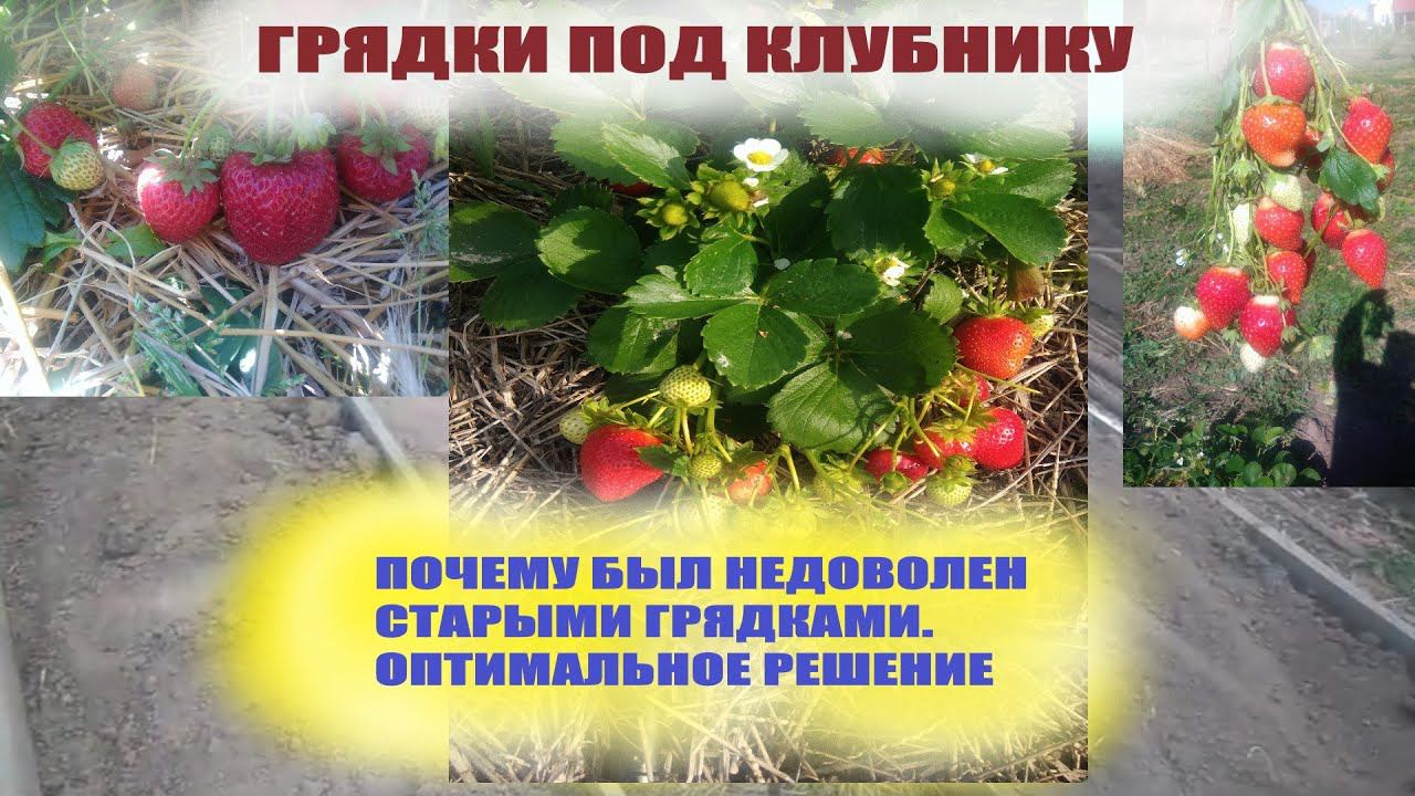 Выращивание клубники в саду и огороде.Почему решил переделать грядки под клубнику смотреть онлайн