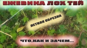 Летняя обрезка ежевики Лох Тей.Что обрезать,а что оставить