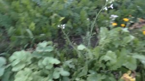 ТРИ ДНЯ НЕ БЫЛИ НА ОГОРОДЕ!!! И вот что произошло! БЕЛЫЙ ГРИБ В КЛЯРЕ