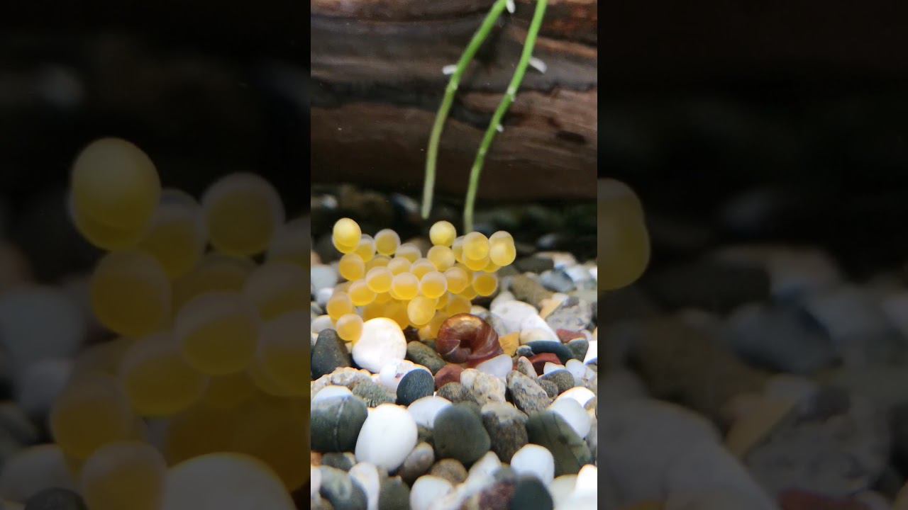 САМЕЦ АНЦИТРУСА ПОТЕРЯЛ ИКРУ смотреть онлайн