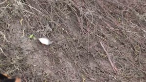 РЫБАЛКА В ЗАРОСЛЯХ НА УДОЧКУ ПОСЛЕ РАЗЛИВА РЕКИ! Клюют хорошие экземпляры!