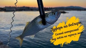 Луфарь на воблеры.