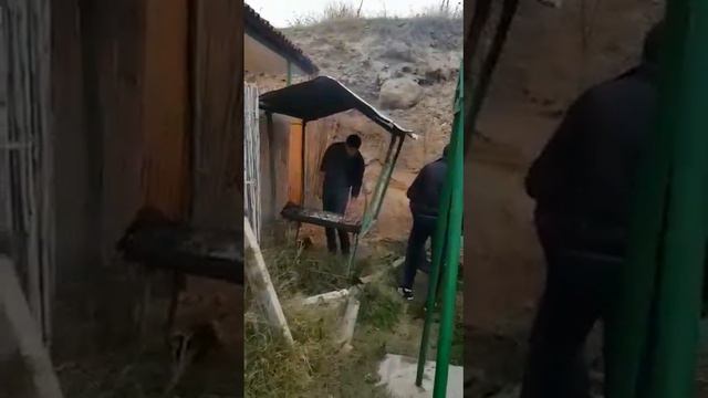 Asiq Adgozel tovuzlu смотреть онлайн