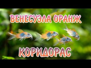 КОРИДОРАС ВЕНЕСУЭЛА ОРАНЖ. СОДЕРЖАНИЕ В АКВАРИУМЕ.