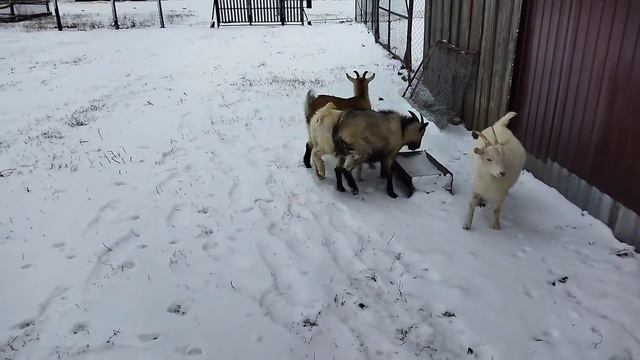 Козлята впервые видят снег смотреть онлайн