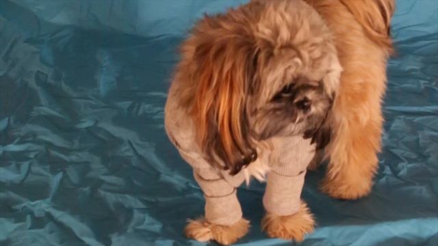 Dogline Bling | Cute Puppy Does Hotline Bling By Drake