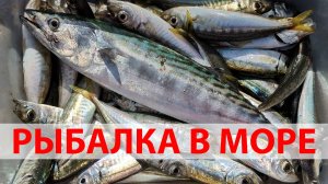 Рыбалка в море. Кабардинка