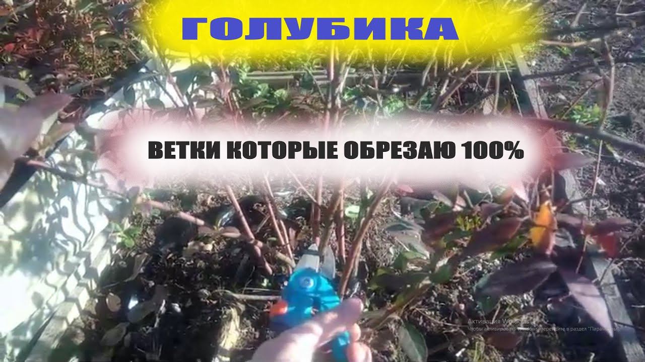 Обрезка голубики осенью.Какие ветки на кустах голубики обрезать необходимо 100% смотреть онлайн