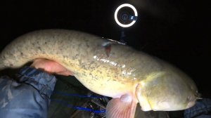 РЫБАЛКА ОСЕНЬЮ НА РЕКЕ - СОМ НА ЧЕРВЯ, ЛЕЩ ХВАТАЕТ НА 0.5 ПОВОДКИ