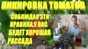 Как правильно пикировать томаты.Пикировка рассады томатов в стаканчики
