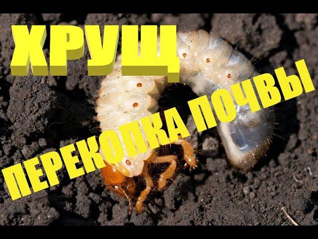 Метод борьбы с хрущем.Хрущ вредитель огородов