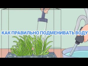 ЗАЧЕМ НУЖНО ПОДМЕНИВАТЬ ВОДУ В АКВАРИУМЕ И КАК ПРАВИЛЬНО ЭТО ДЕЛАТЬ.