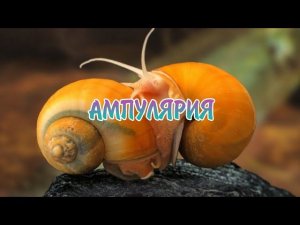 АМПУЛЯРИЯ. СОДЕРЖАНИЕ И РАЗВЕДЕНИЕ.