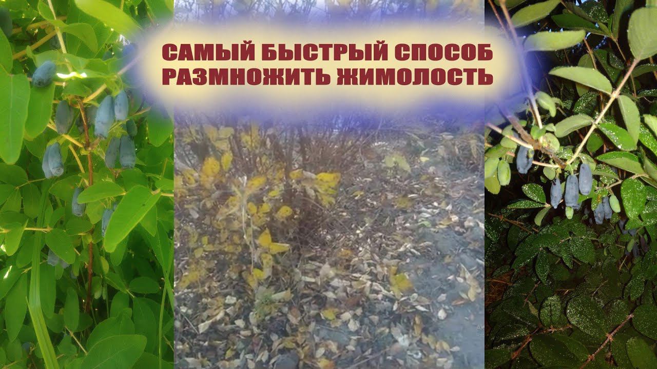 Как размножить жимолость своими руками.Проверенный и надежный метод для начинающих смотреть онлайн