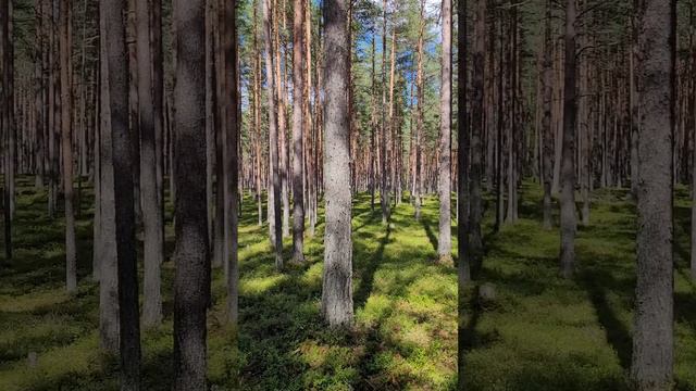 Карелия 2024. Карельский лес. Июль 2024г (Часть 4).mp4 смотреть онлайн