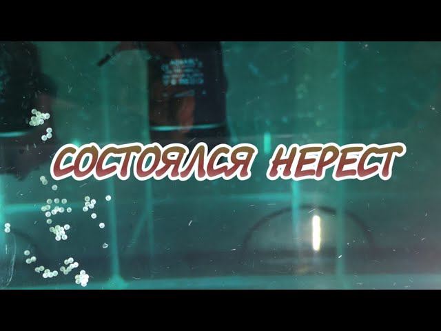 СОСТОЯЛСЯ НЕРЕСТ У ЗОЛОТИСТОГО КОРИДОРАСА смотреть онлайн