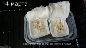 Семена перца.подготовка семян перца