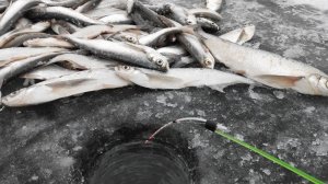 Это ЖОР - ТУТ ТОННЫ РЫБЫ, ЛОВЯТ ВСЕ!! Зимняя рыбалка на удочки