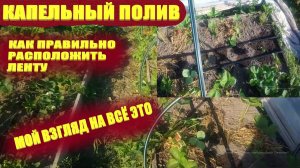 Капельный полив.Как положить капельную ленту на клубнику