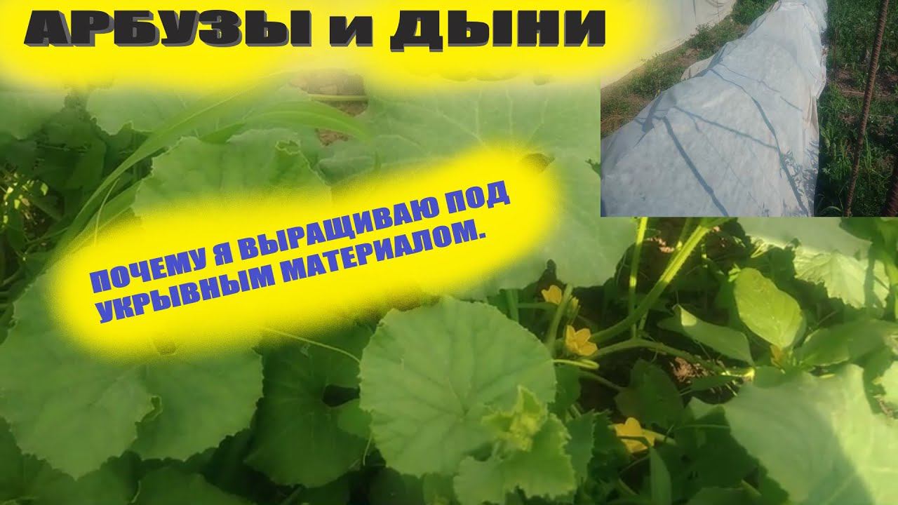 Арбузы и дыни в открытом грунте под укрытием и без.Первые шаги к успеху смотреть онлайн