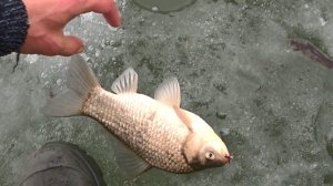 Таскаю КАРАСЕЙ В ОТТЕПЕЛЬ НА ПОПЛАВОК И КИВОК!! Рыбалка зимой