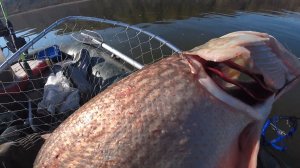 Рыбалка РАЗДАЧА!!!! Щука МОНСТР, СУДАКИ, САЗАНЫ караси густера на спиннинг и донки