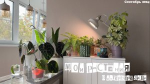 🛋 Мои растения в интерьере зала / Доделываю композицию / Сентябрь ‘24