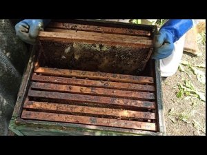 Ловим рои ловушками в Поволжье  пятый рой  пересадка в улей  Часть шестая#рой #ловушка #пчеловодство