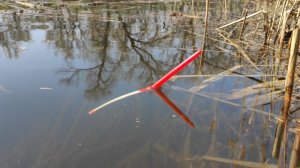 КЛАДЁТ ПОПЛАВОК и тащит в кусты!! Рыбалка на карася весной