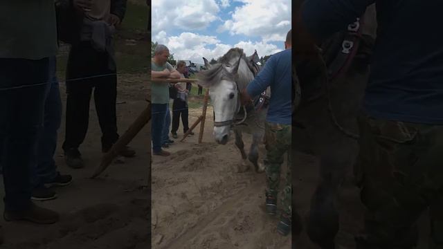 Кон Мартин в Костандово 🏆🏆🏆🥇🥇🥇❤❤❤🐴🐴🐴 смотреть онлайн